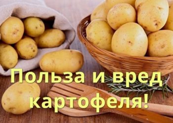 картофель польза и вред для организма человека