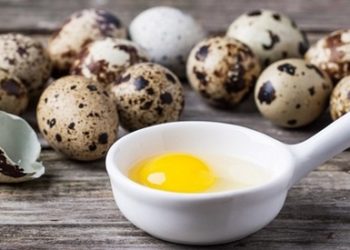 Перепелиные яйца польза и вред
