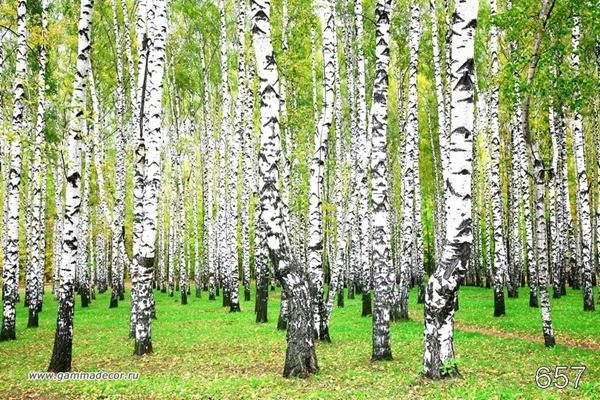 березки лес фото